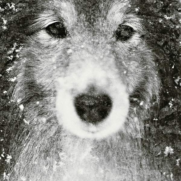 Wolf Portrait