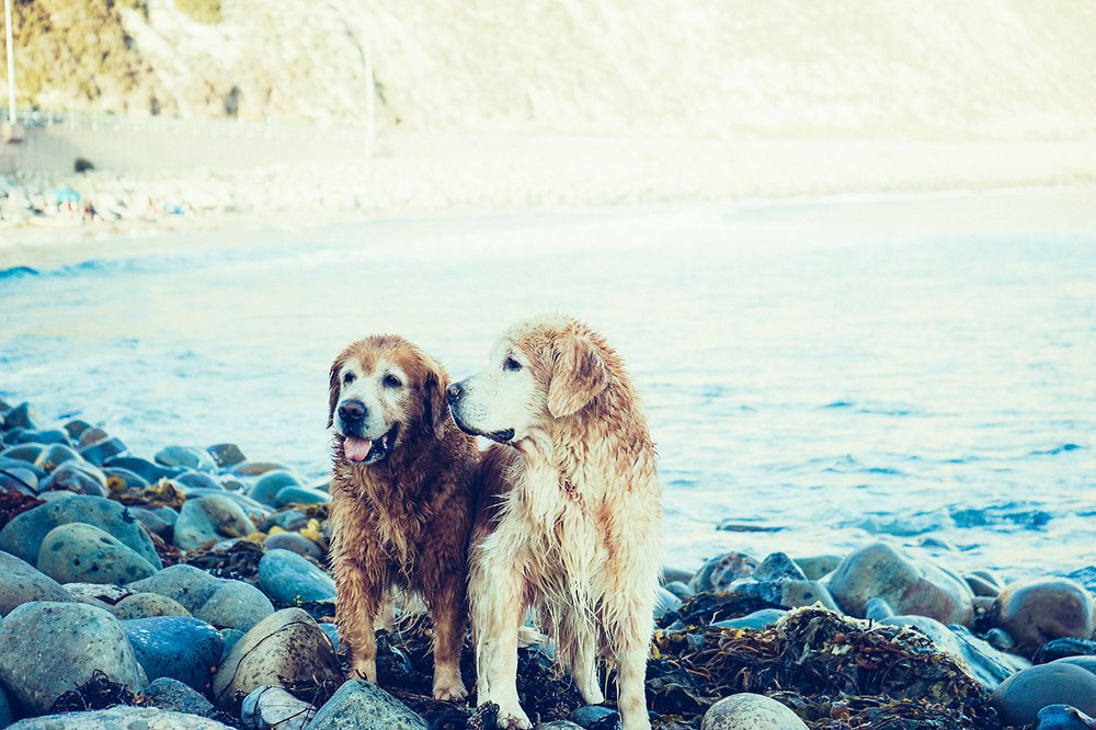 Golden-Retriever