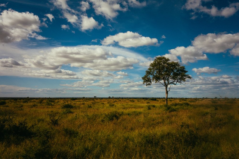 Kruger-National-Park