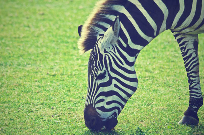 zebra