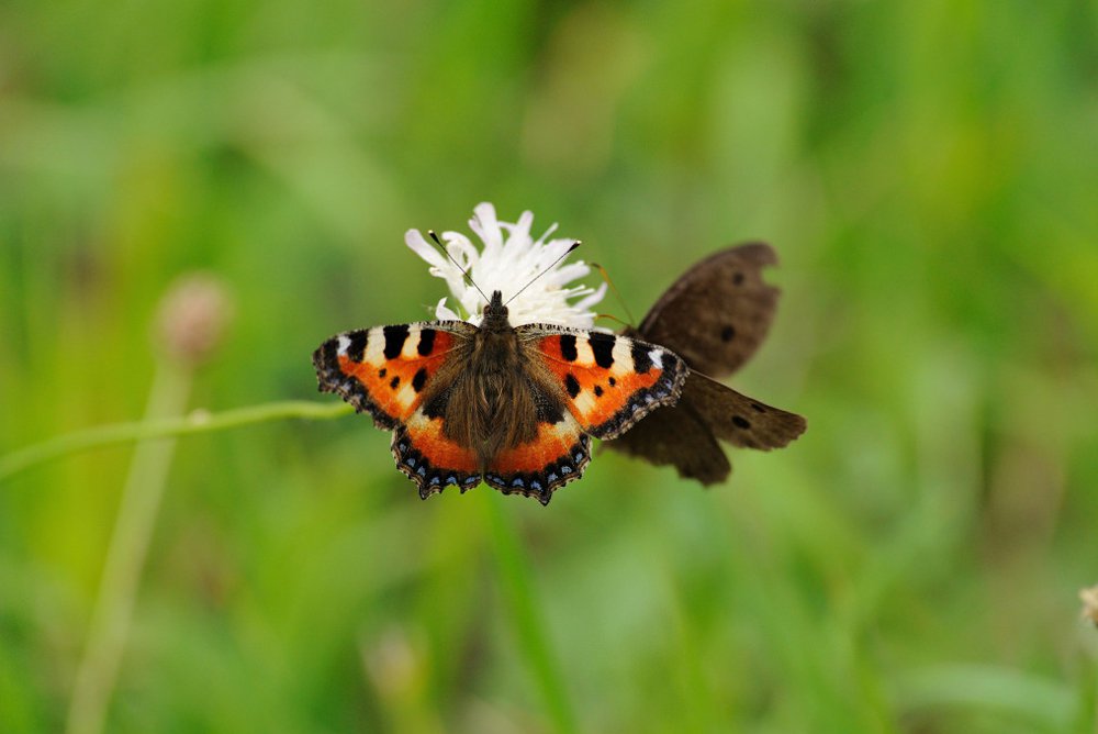 Butterflies-Sharing-Flower