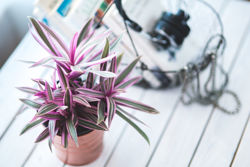 Pink Houseplant