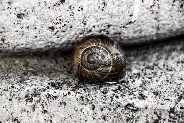 Snail