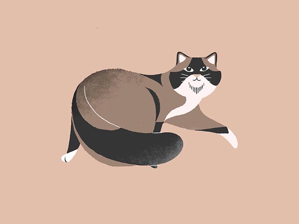 Cat-Illustration-10