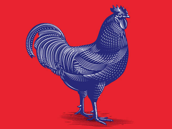 chicken-illustration-05