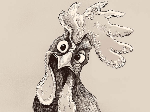 chicken-illustration-06